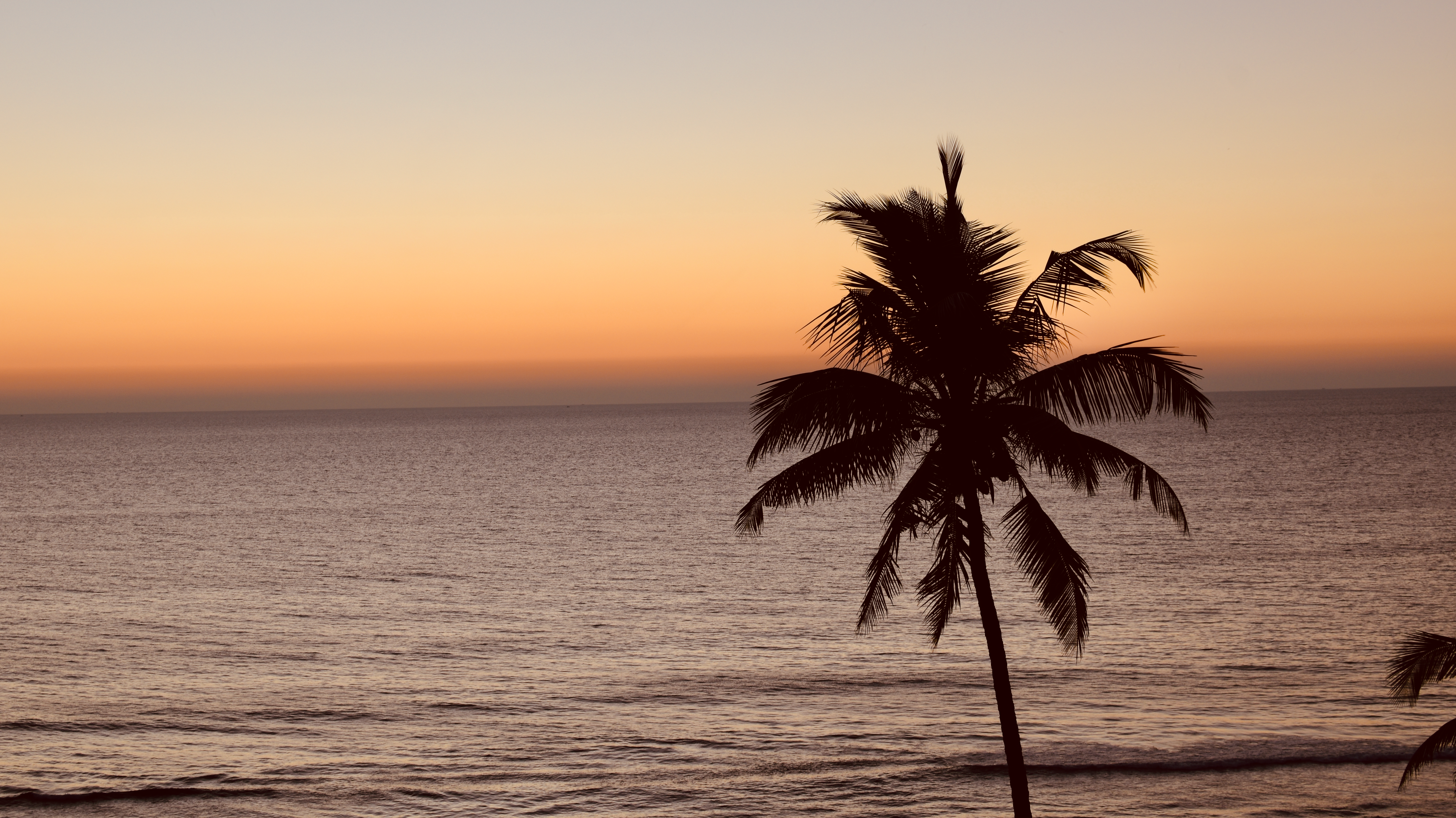 Sea, Palm Tree & Sunset