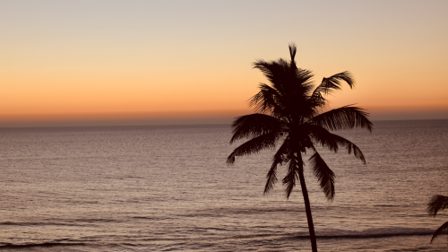Sea, Palm Tree  Sunset