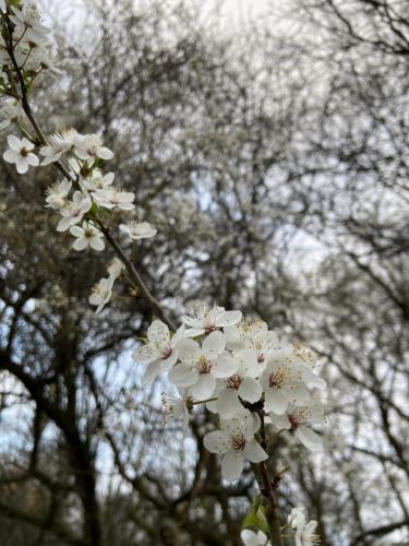 Cherry Blossom in Gaasperplass Park