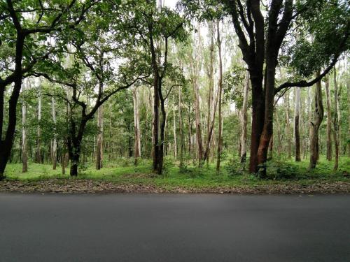 Forest - on the way to Goa